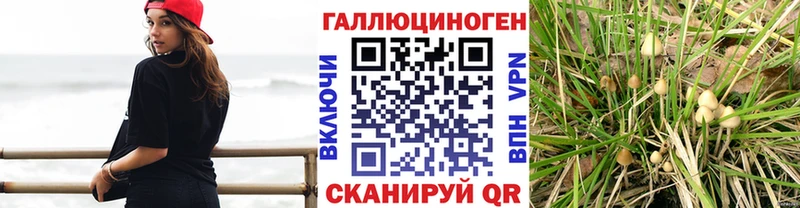 Псилоцибиновые грибы Psilocybe Петушки